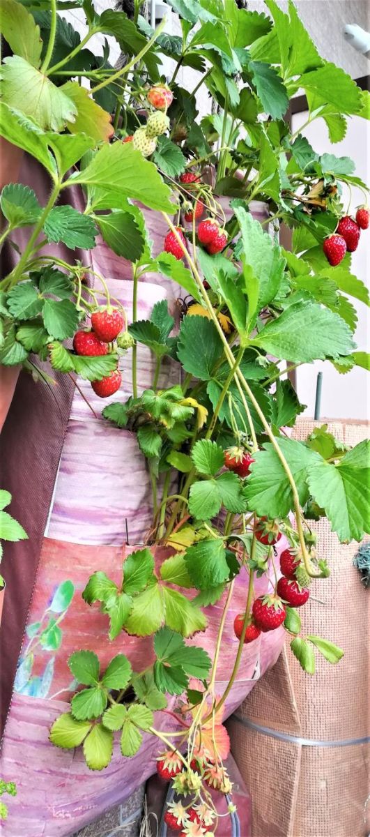 �C�`�S�B�������B䕁B�X�g���x���[�̂��񂾂�